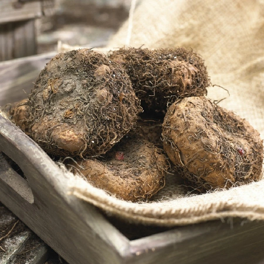 Roseform Begonia Tubers - Premium Pastel Flower Mix for Shade and Sun 2 Roseform Begonia Tubers - Premium Pastel Flower Mix for Shade and Sun - Image 2