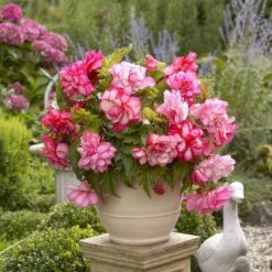 Pink Balcony Begonia Tubers - Cascading Hanging Basket Flowers