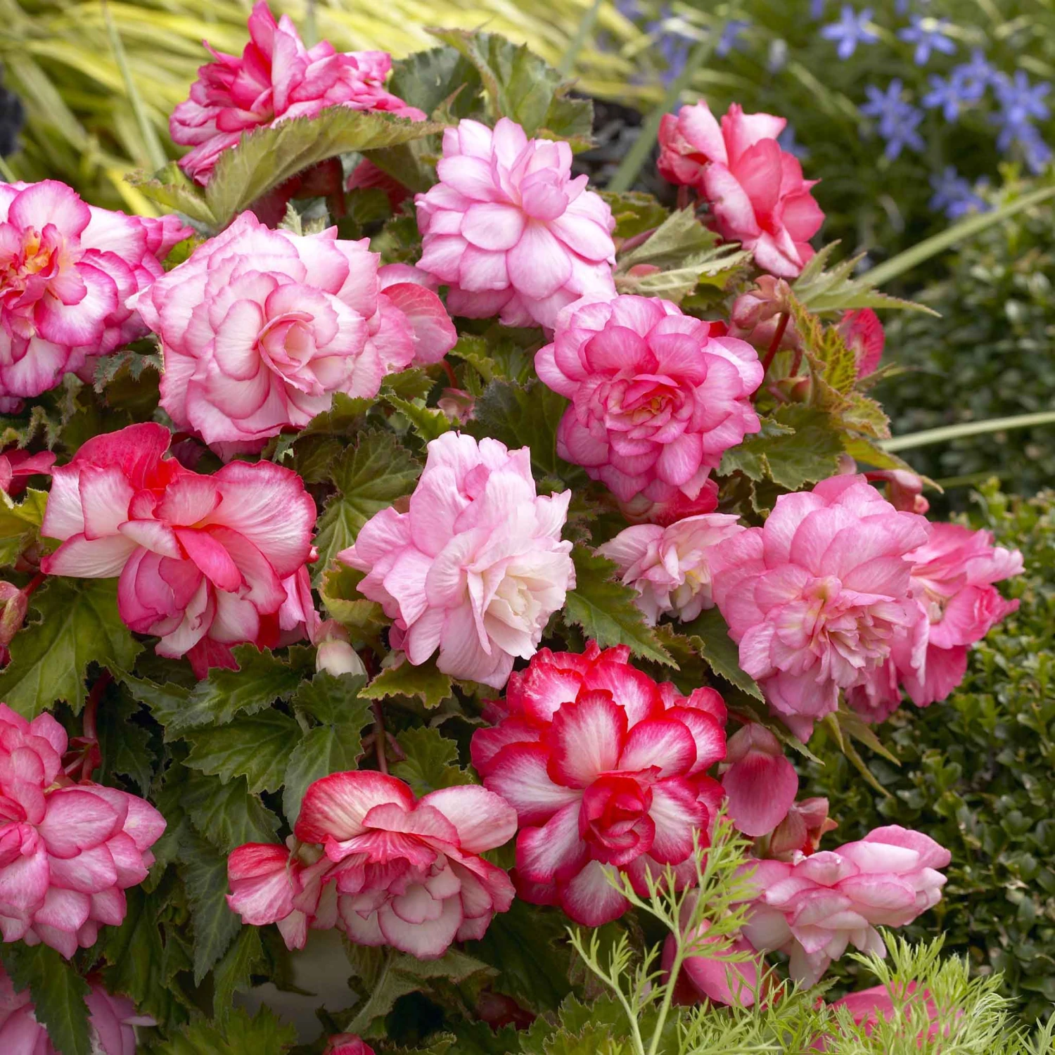 Pink Balcony Begonia Tubers - Cascading Hanging Basket Flowers 2 Pink Balcony Begonia Tubers - Cascading Hanging Basket Flowers - Image 2