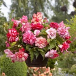 Pink Balcony Begonia Tubers - Cascading Hanging Basket Flowers 7 Pink Balcony Begonia Tubers - Cascading Hanging Basket Flowers -Eden Brothers Shop begonia pink balcony vis 3