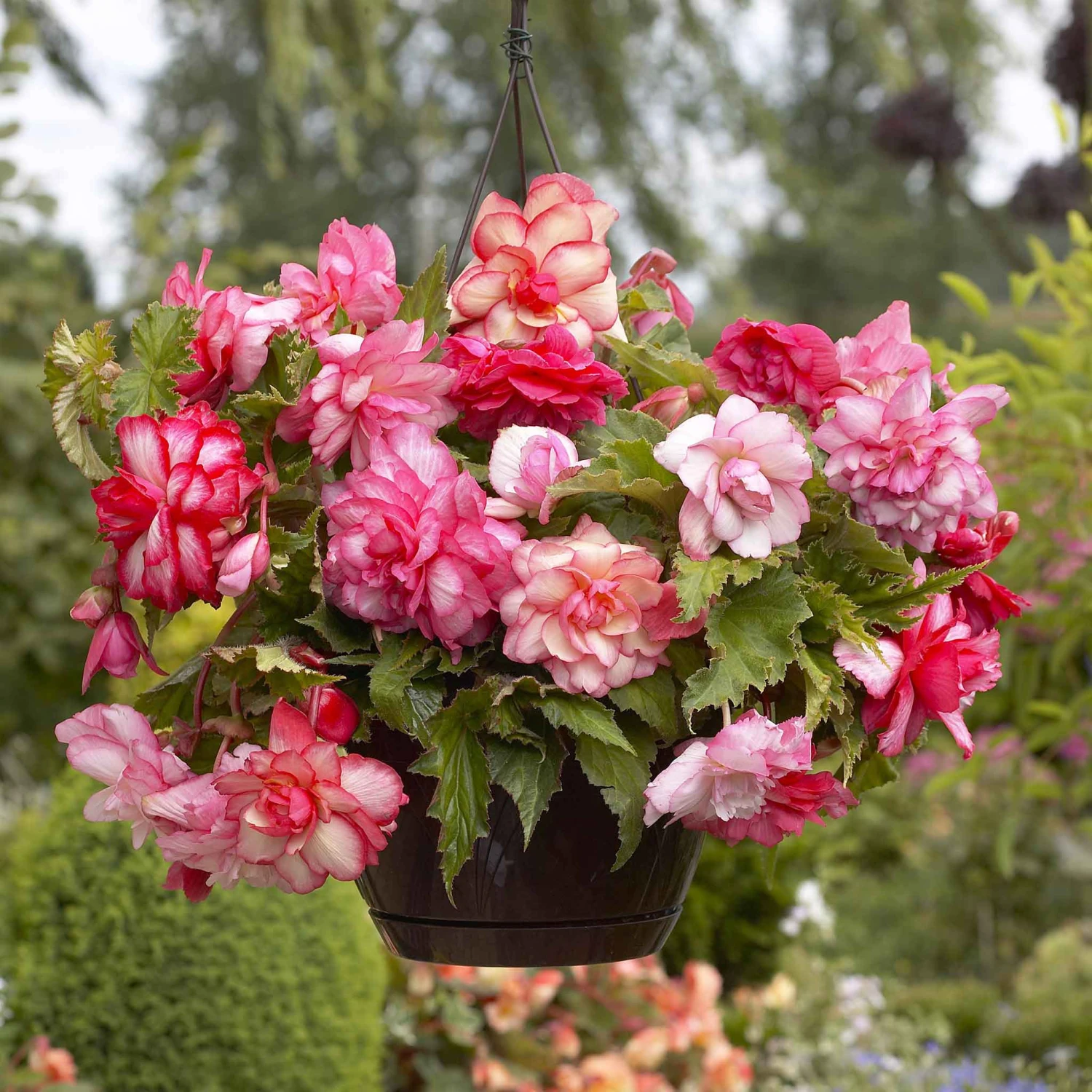 Pink Balcony Begonia Tubers - Cascading Hanging Basket Flowers 3 Pink Balcony Begonia Tubers - Cascading Hanging Basket Flowers - Image 3