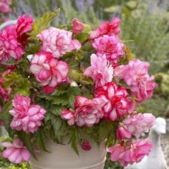 Pink Balcony Begonia Tubers - Cascading Hanging Basket Flowers 8 Pink Balcony Begonia Tubers - Cascading Hanging Basket Flowers -Eden Brothers Shop begonia pink balcony vis 4