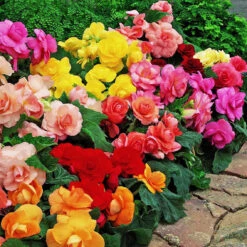 Begonia Tubers - Roseform Mix