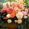Roseform Begonia Tubers - Premium Pastel Flower Mix for Shade and Sun