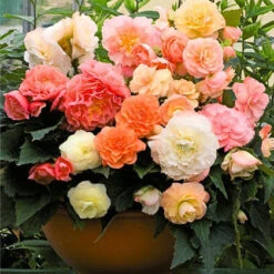 Roseform Begonia Tubers - Premium Pastel Flower Mix for Shade and Sun