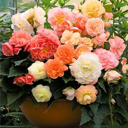 Roseform Begonia Tubers - Premium Pastel Flower Mix for Shade and Sun 1 Roseform Begonia Tubers - Premium Pastel Flower Mix for Shade and Sun