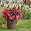 Red Begonia Seeds - Viking XL Red On Chocolate with Dark Bronze Foliage
