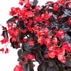 Red Begonia Seeds - Viking XL Red On Chocolate with Dark Bronze Foliage 5 Red Begonia Seeds - Viking XL Red On Chocolate with Dark Bronze Foliage -Eden Brothers Shop begonia viking red on chocolate bal 3
