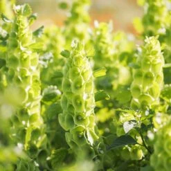 Bells Of Ireland Seeds -Eden Brothers Shop bells of ireland mac 3