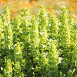 Bells Of Ireland Seeds -Eden Brothers Shop bells of ireland mac 4