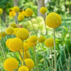 Billy Button Seeds -Eden Brothers Shop billy button shk 3