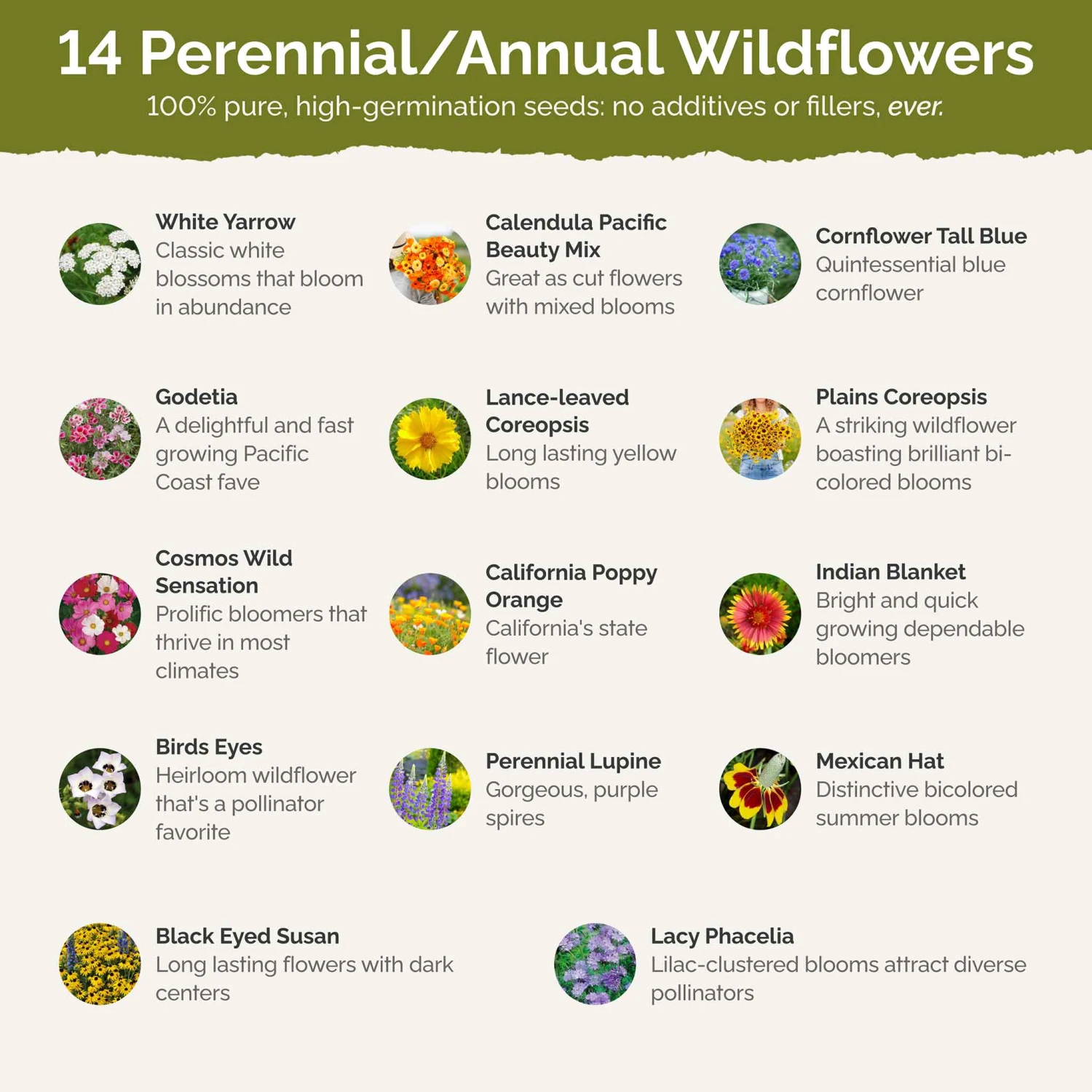 Bird & Butterfly Wildflower Seed Mix 3 Bird & Butterfly Wildflower Seed Mix - Image 3