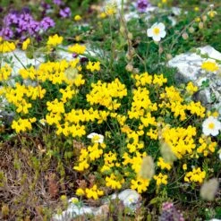 Birdsfoot Trefoil Seeds -Eden Brothers Shop birdsfoot trefoil shk 3