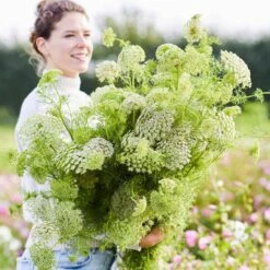 Green Mist Bishop's Flower Seeds - Hardy False Queen Anne's Lace for Bouquets