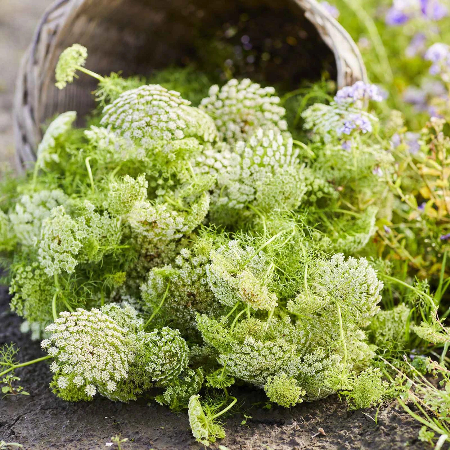 Green Mist Bishop's Flower Seeds - Hardy False Queen Anne's Lace for Bouquets 2 Green Mist Bishop's Flower Seeds - Hardy False Queen Anne's Lace for Bouquets - Image 2