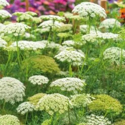 Green Mist Bishop's Flower Seeds - Hardy False Queen Anne's Lace for Bouquets 6 Green Mist Bishop's Flower Seeds - Hardy False Queen Anne's Lace for Bouquets -Eden Brothers Shop bishop flower green mist ndp 3