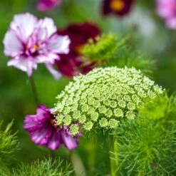 Green Mist Bishop's Flower Seeds - Hardy False Queen Anne's Lace for Bouquets 7 Green Mist Bishop's Flower Seeds - Hardy False Queen Anne's Lace for Bouquets -Eden Brothers Shop bishop flower green mist shk 4