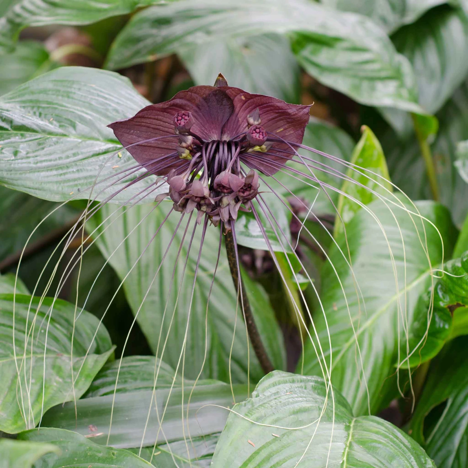 Rare Black Bat Flower Seeds - Exotic Tacca Chantrieri for Unique Gardens 1 Rare Black Bat Flower Seeds - Exotic Tacca Chantrieri for Unique Gardens
