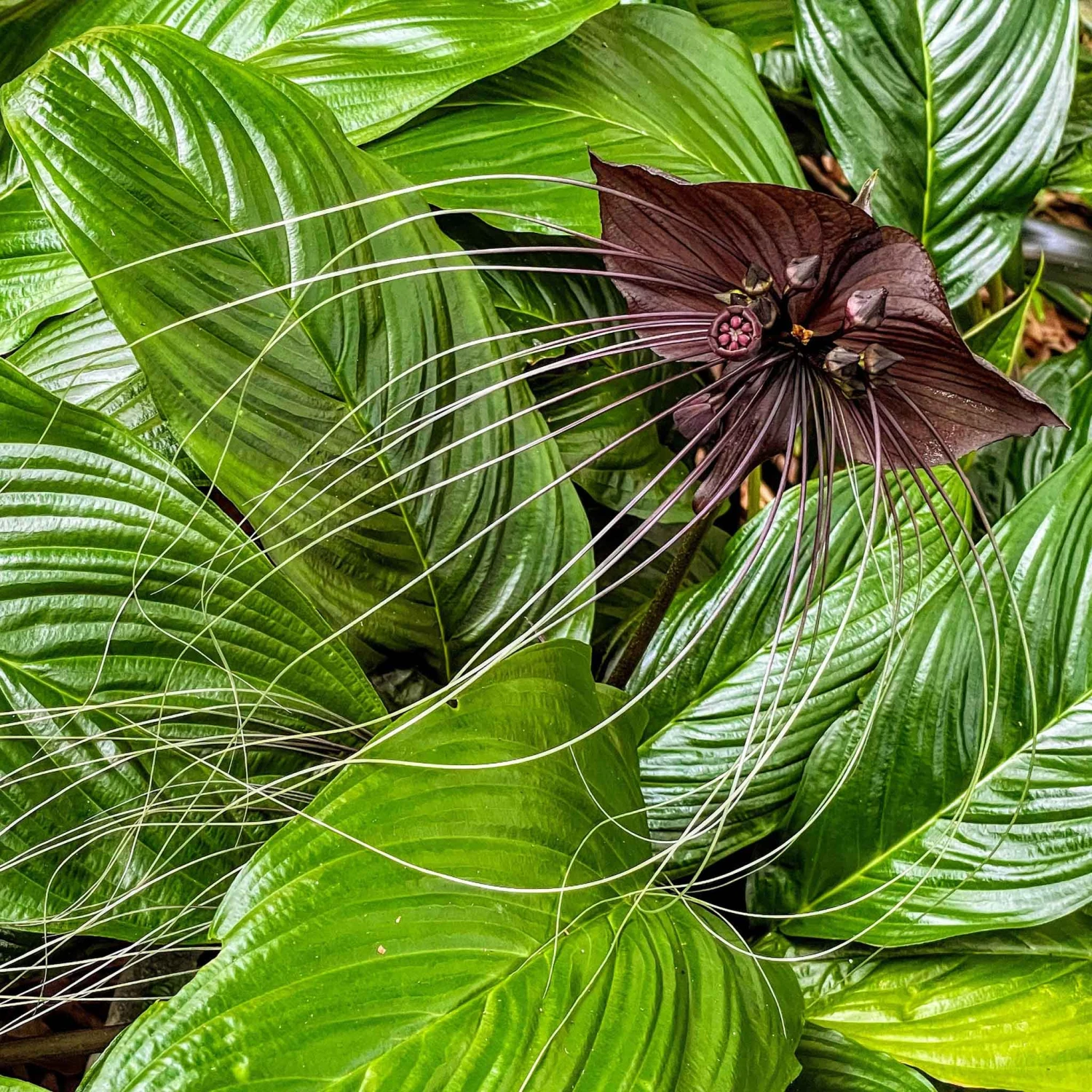 Rare Black Bat Flower Seeds - Exotic Tacca Chantrieri for Unique Gardens 2 Rare Black Bat Flower Seeds - Exotic Tacca Chantrieri for Unique Gardens - Image 2