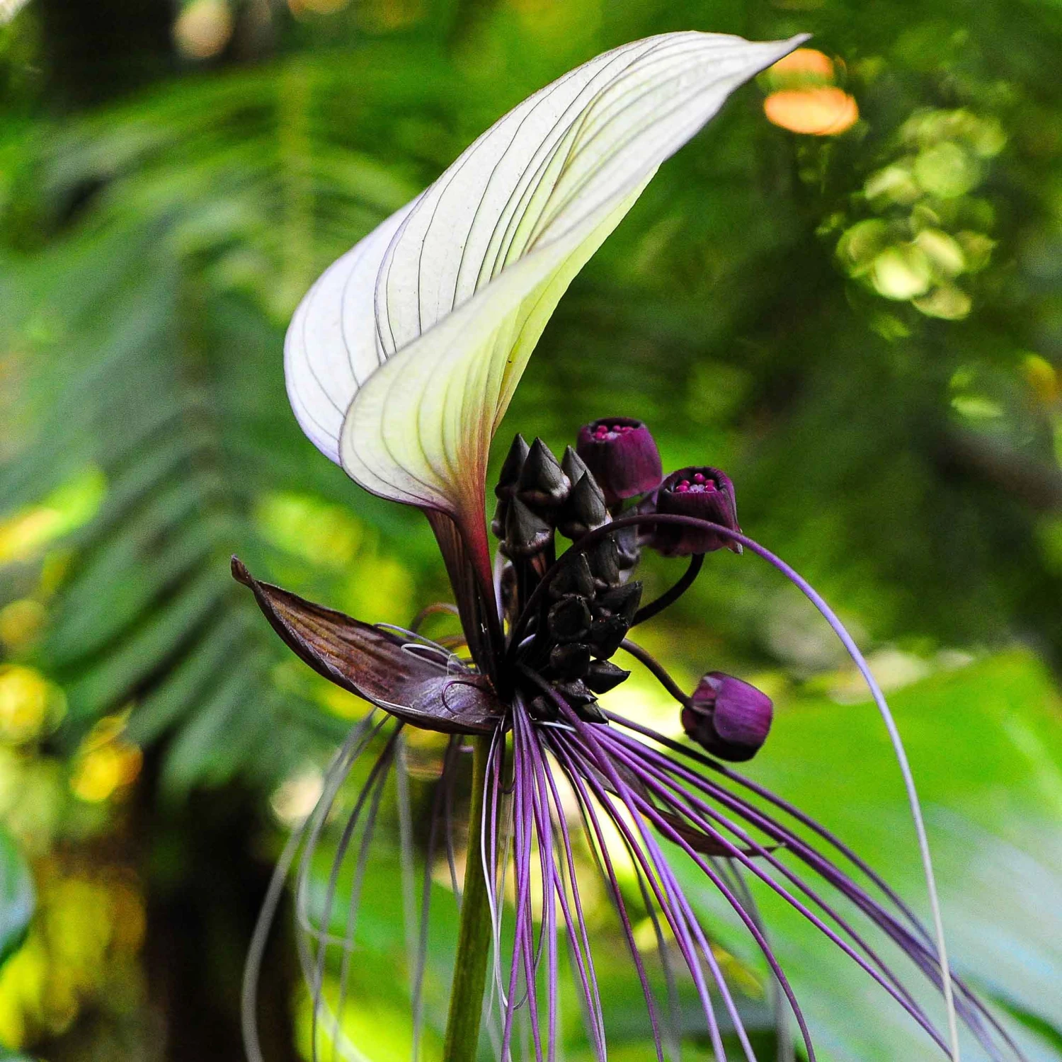 Rare Black Bat Flower Seeds - Exotic Tacca Chantrieri for Unique Gardens 3 Rare Black Bat Flower Seeds - Exotic Tacca Chantrieri for Unique Gardens - Image 3