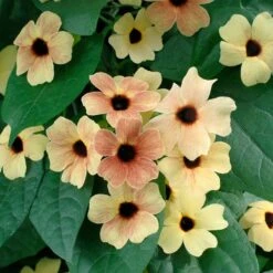 African Sunset Mix Black Eyed Susan Vine Seeds for Fast-Growing Privacy