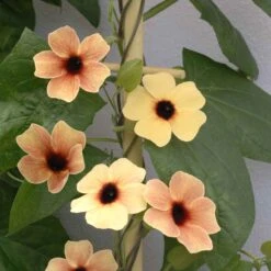 African Sunset Mix Black Eyed Susan Vine Seeds for Fast-Growing Privacy -Eden Brothers Shop black eyed susan african sunset mix tai 3