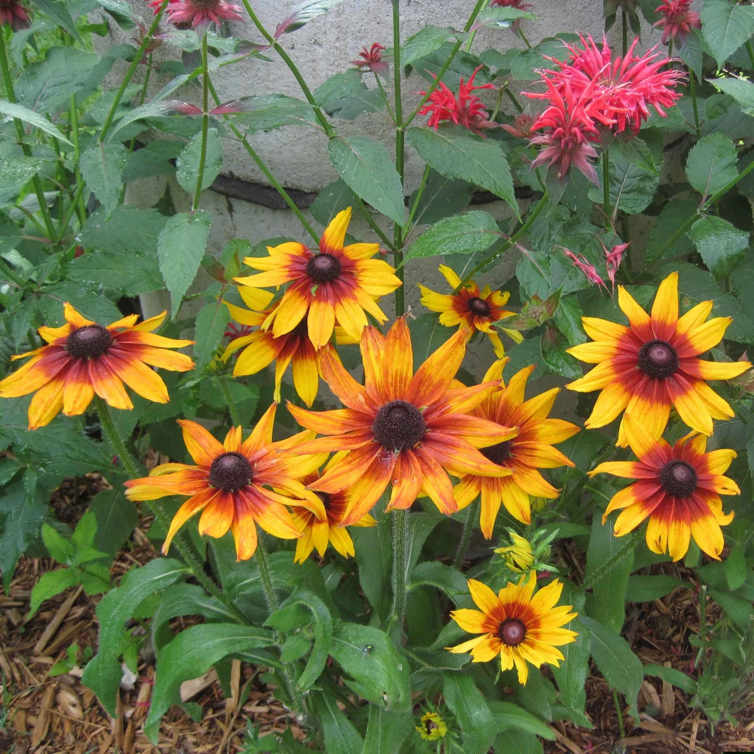 Black Eyed Susan Seeds - Autumn Forest 1 Black Eyed Susan Seeds - Autumn Forest