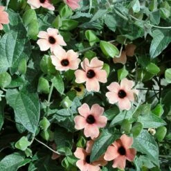 Blushing Susie Black Eyed Susan Vine Seeds - Fast Growing Climbing Flower