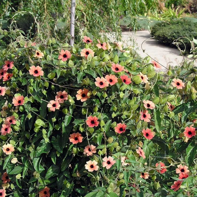 Blushing Susie Black Eyed Susan Vine Seeds - Fast Growing Climbing Flower 2 Blushing Susie Black Eyed Susan Vine Seeds - Fast Growing Climbing Flower - Image 2