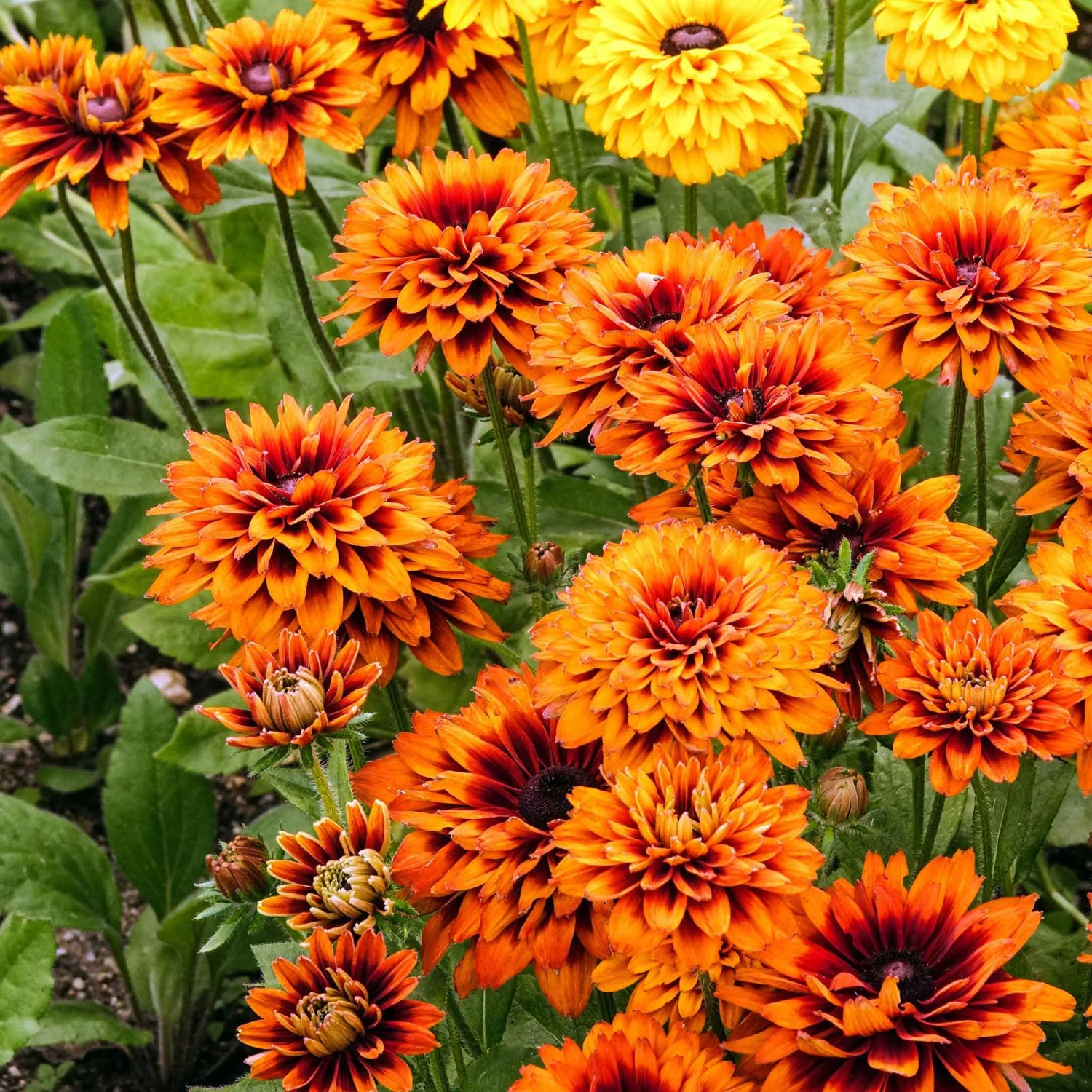 Black Eyed Susan Seeds - Cherokee Sunset 2 Black Eyed Susan Seeds - Cherokee Sunset - Image 2