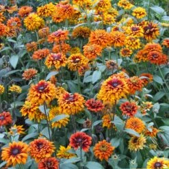 Black Eyed Susan Seeds - Cherokee Sunset