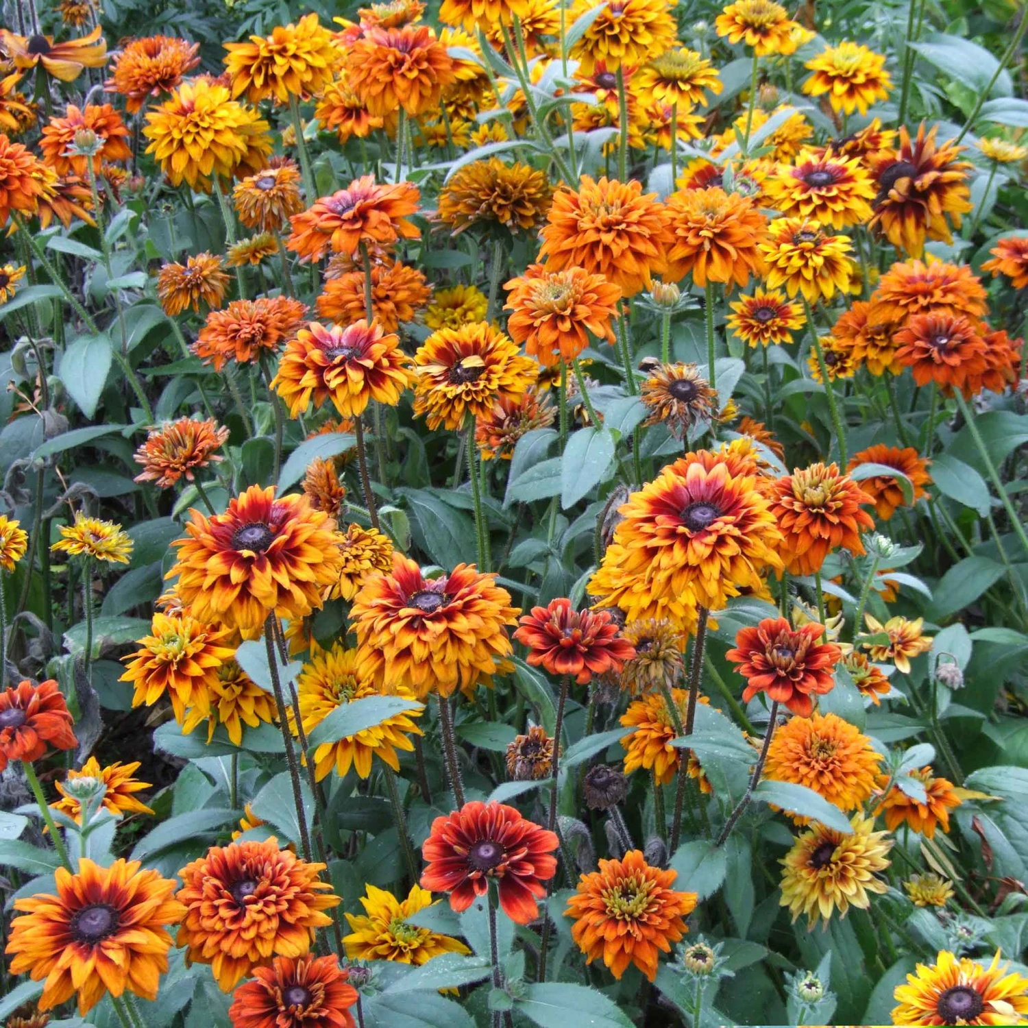 Black Eyed Susan Seeds - Cherokee Sunset 1 Black Eyed Susan Seeds - Cherokee Sunset