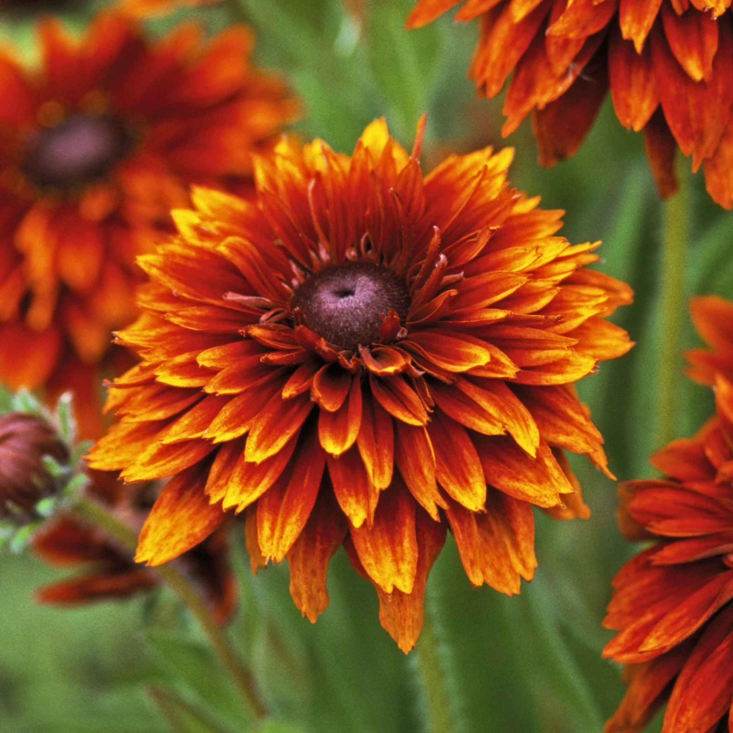 Black Eyed Susan Seeds - Cherokee Sunset 3 Black Eyed Susan Seeds - Cherokee Sunset - Image 3