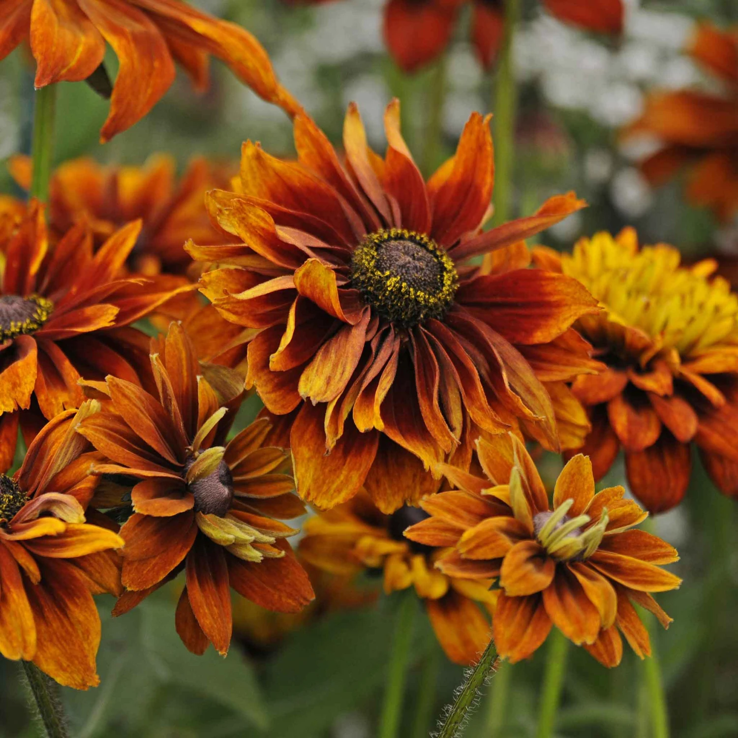 Black Eyed Susan Seeds - Cherokee Sunset 4 Black Eyed Susan Seeds - Cherokee Sunset - Image 4