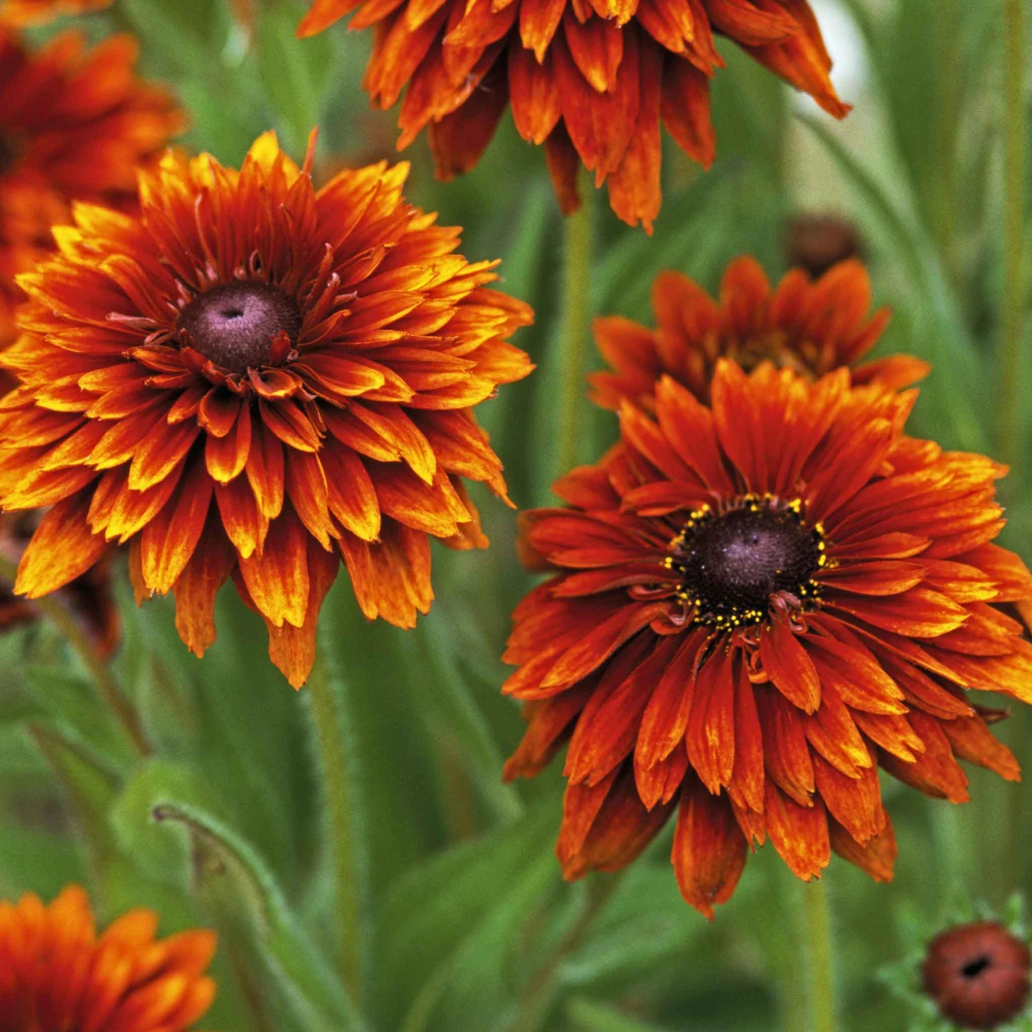 Black Eyed Susan Seeds - Cherokee Sunset 5 Black Eyed Susan Seeds - Cherokee Sunset - Image 5