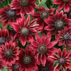 Black Eyed Susan Seeds - Cherry Brandy