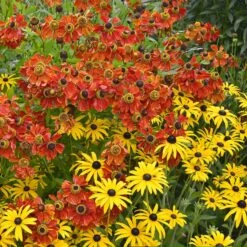 Autumn Garden Bloom Collection: Black Eyed Susan & Helenium Moerheim Beauty