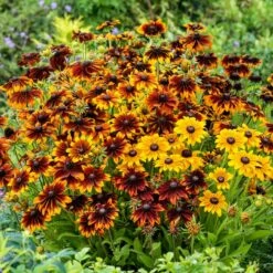 Black Eyed Susan Seeds (Dwarf) - Rustic Mix