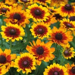 Toto Rustic Black Eyed Susan Seeds - Compact Perennial Flower