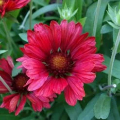 Burgundy Blanket Flower Seeds - Premium Drought-Tolerant Perennial