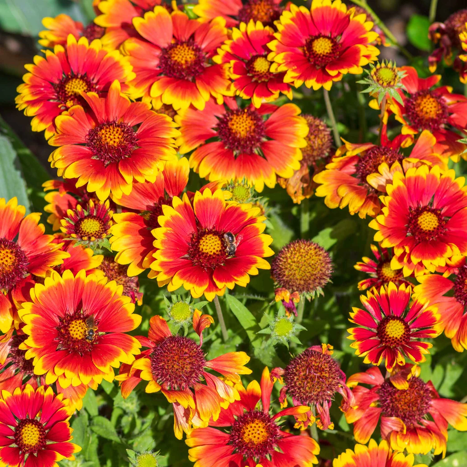 Blanket Flower Seeds 1 Blanket Flower Seeds