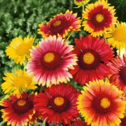 Gaillardia Blanket Flower Seeds - Vibrant Heat-Tolerant Garden Mix