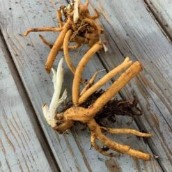 Bleeding Heart Roots 5 Bleeding Heart Roots -Eden Brothers Shop bleeding heart roots eb 1 1