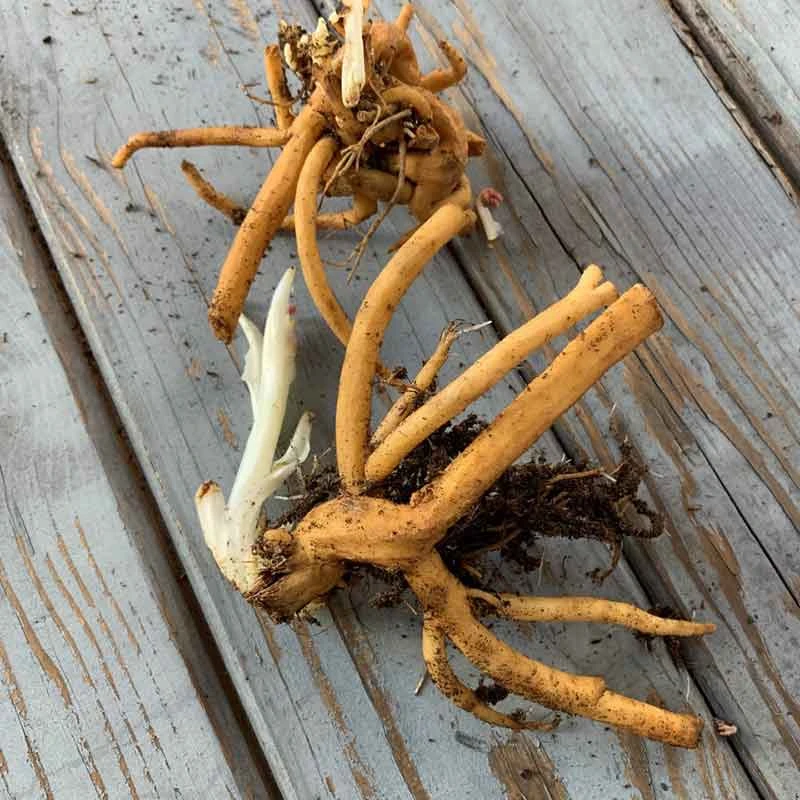 Bleeding Heart Roots 3 Bleeding Heart Roots - Image 3