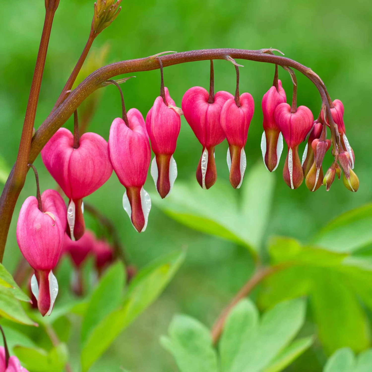 Bleeding Heart Roots 2 Bleeding Heart Roots - Image 2