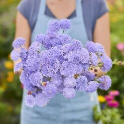 Blue Lace Flower Seeds - Lavender Blue Didiscus for Cottage Gardens