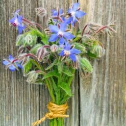 Borage Seeds
