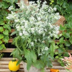 Borage Seeds - White/Bianca