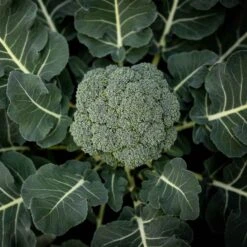 Broccoli Seeds - Calabrese