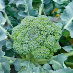 Broccoli Seeds - Waltham 29